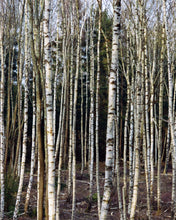 Load image into Gallery viewer, 231 Conditioner Birch 240 ml