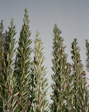 Load image into Gallery viewer, 092 Hand Cream 30 ml Sage/Rosemary/Lavender