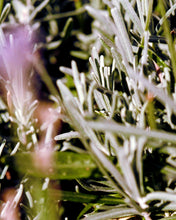 Load image into Gallery viewer, 092 Hand Cream 30 ml Sage/Rosemary/Lavender