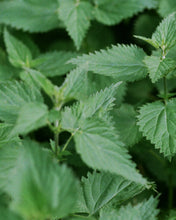 Load image into Gallery viewer, 232 Shampoo Nettle 240 ml