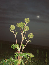 Load image into Gallery viewer, 288 Hand Cream 30 ml Angelica