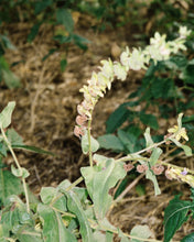 Load image into Gallery viewer, 104 Hand & Body Wash 240 ml Bergamot / Patchouli