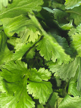 Load image into Gallery viewer, 089 Deo Spray 55 ml Coriander / Vetiver