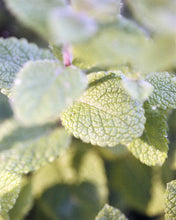 Laden Sie das Bild in den Galerie-Viewer, 197 Foot Cream, Peppermint/Patchouli