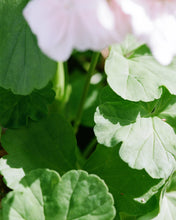 Load image into Gallery viewer, 184 Hand & Body Wash 240 ml Geranium