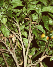 Load image into Gallery viewer, 194 Hand & Body Wash 240 ml Grapefruit Leaf